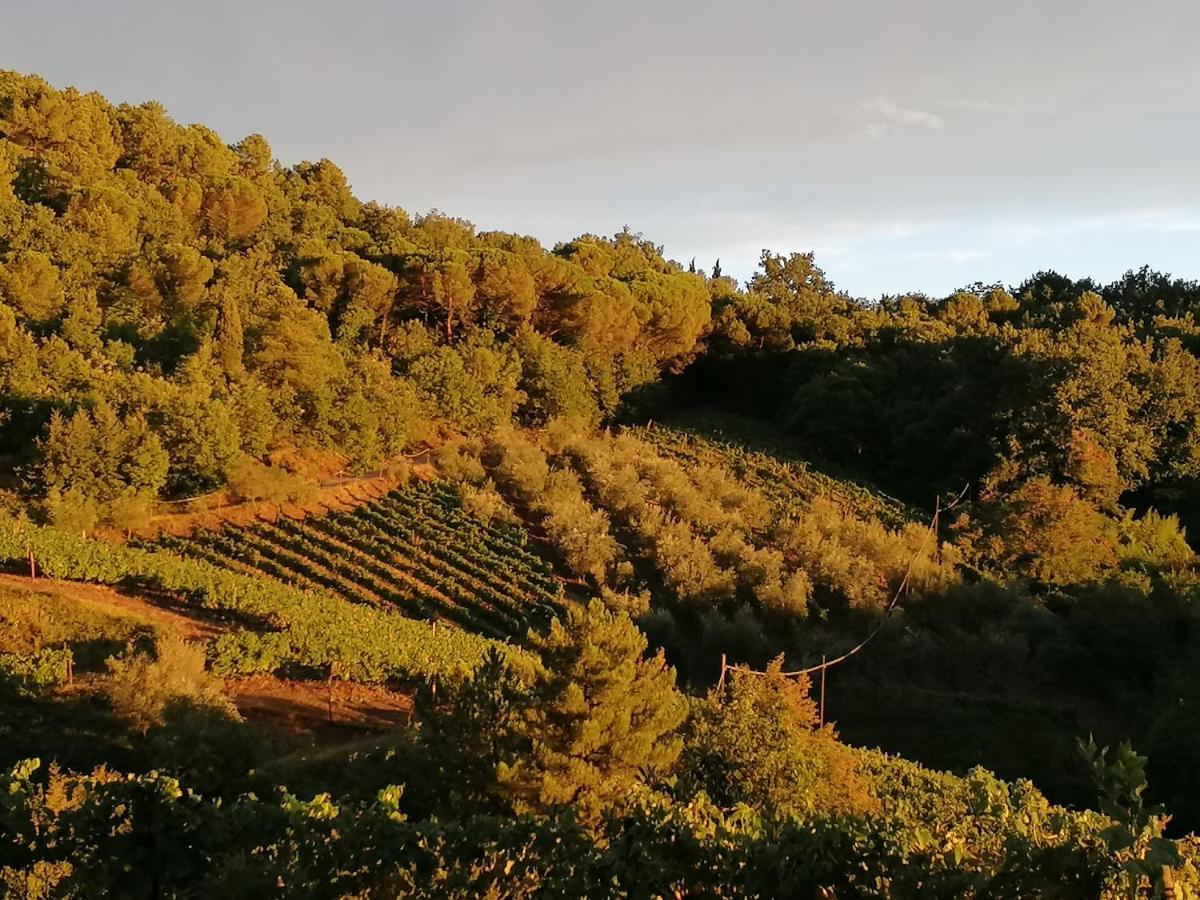 Agriturismo Poggio all'Olmo Villa Greve in Chianti Esterno foto