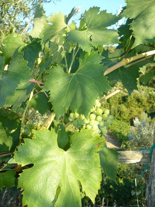 Agriturismo Poggio all'Olmo Villa Greve in Chianti Esterno foto